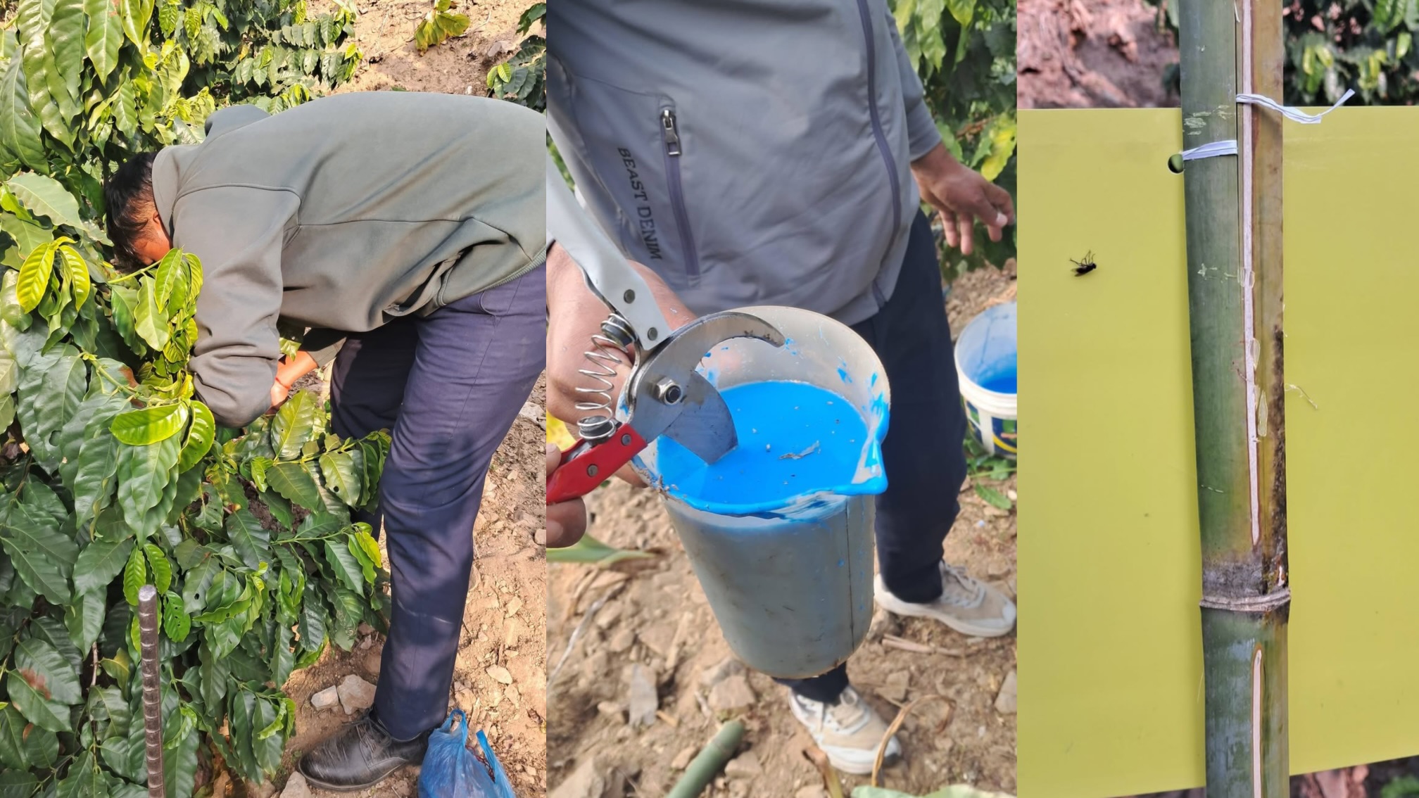 महाभारत गाउँपालिकामा कफी बगैंचामा जैविक कीरा नियन्त्रण प्रविधि र कृषकका फाइदाहरू